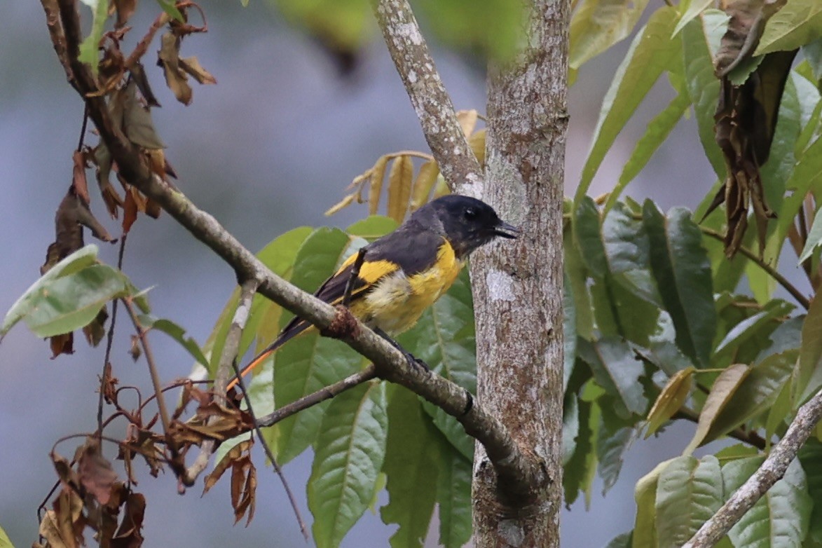 Gray-chinned Minivet - ML620778597