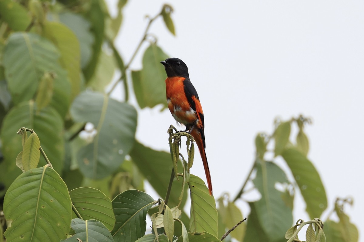 Gray-chinned Minivet - ML620778599