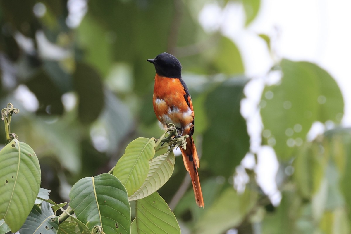 Minivet Gorjigrís - ML620778600