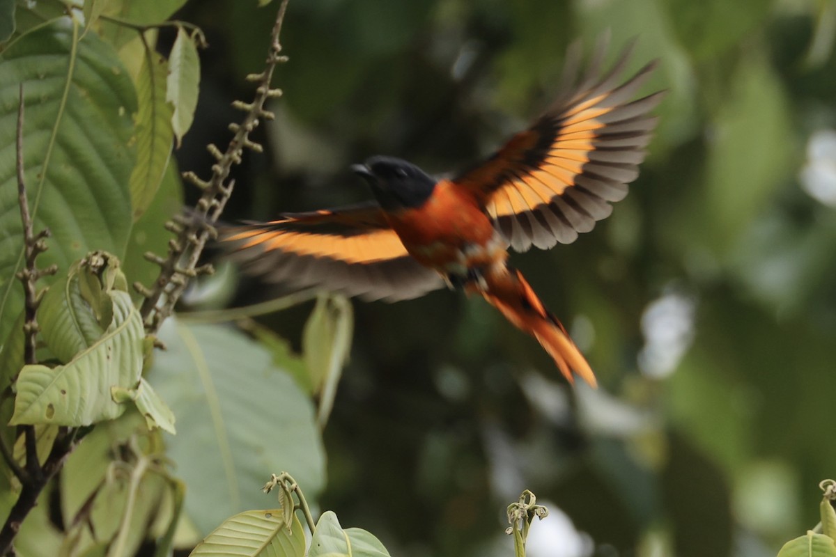 Minivet Gorjigrís - ML620778601