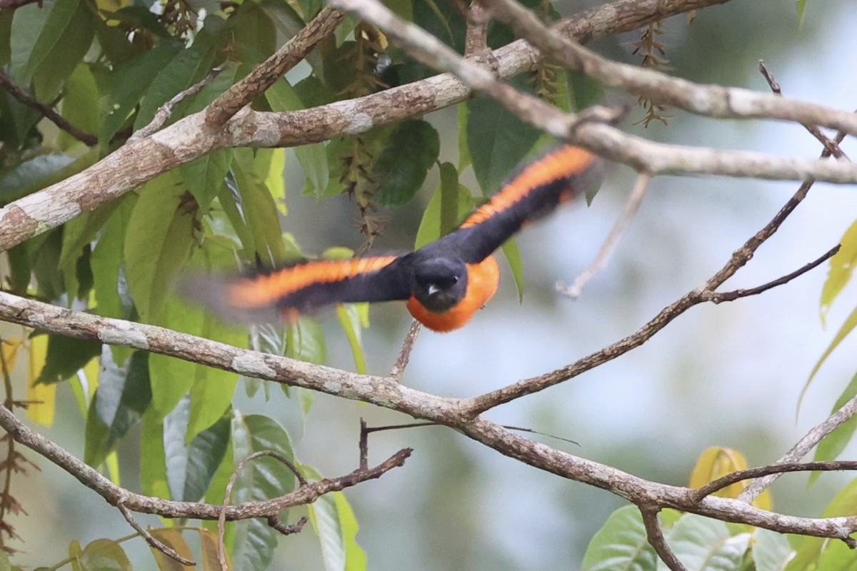 Minivet Gorjigrís - ML620778604