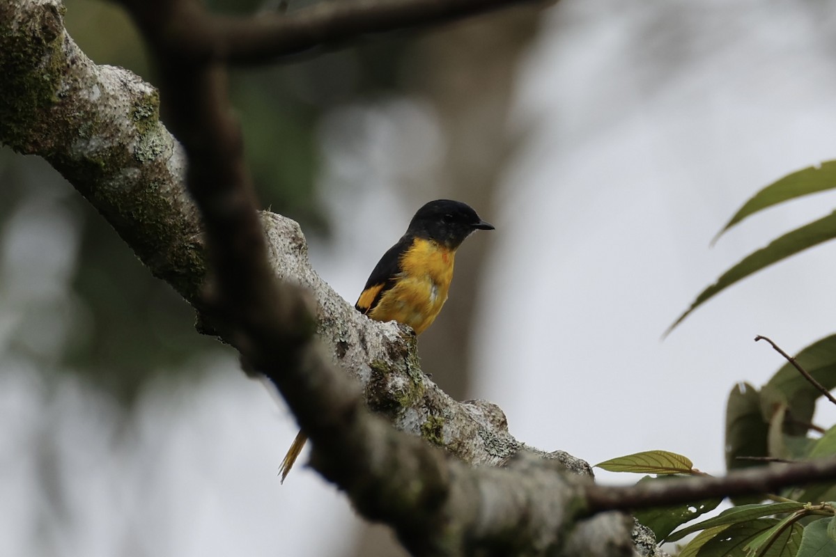 Minivet Gorjigrís - ML620778605