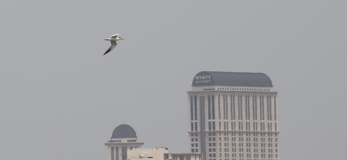 Caspian Tern - ML620778611