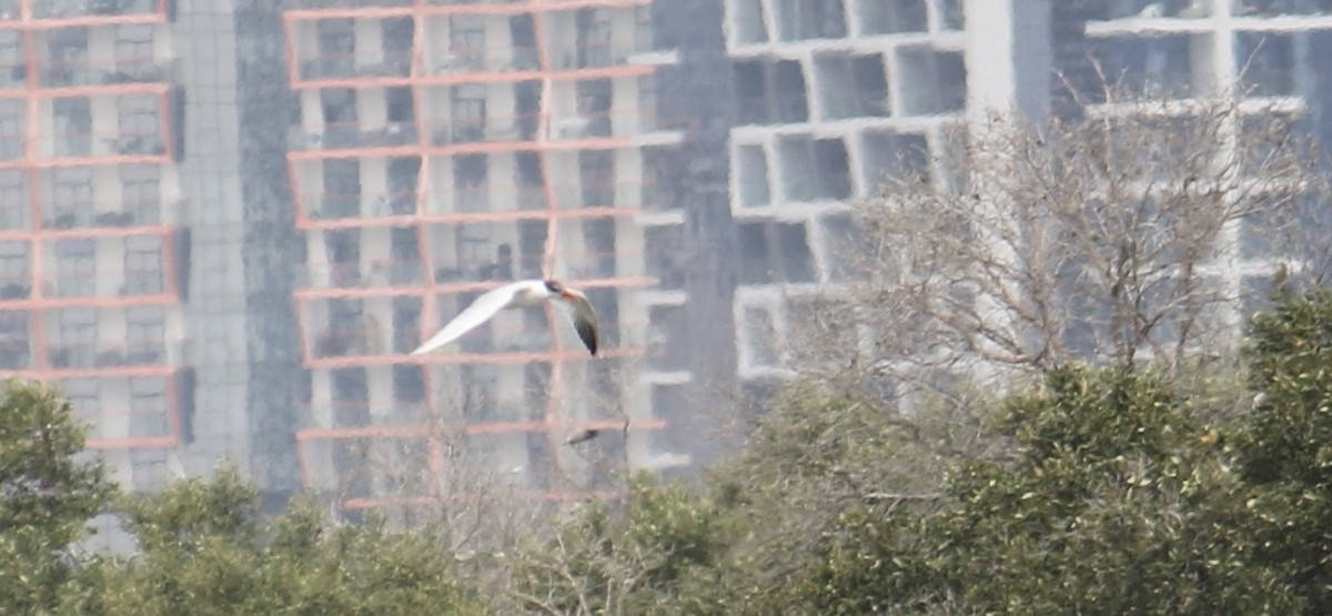 Caspian Tern - ML620778612