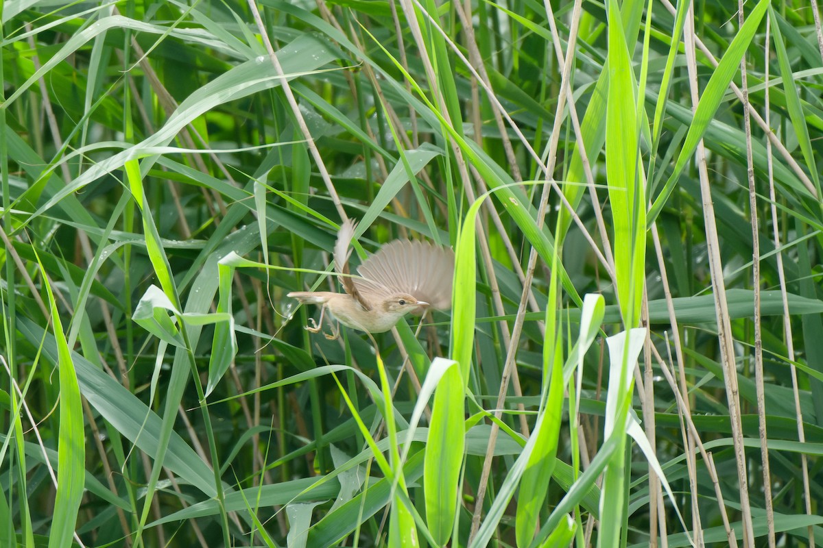 Common Reed Warbler - ML620778617