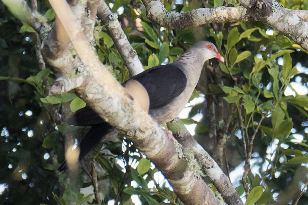 White-headed Pigeon - ML620778618