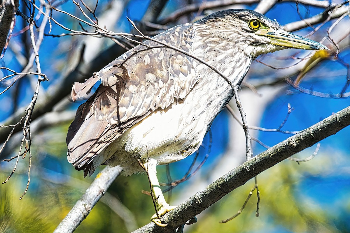 Nankeen Night Heron - ML620778621