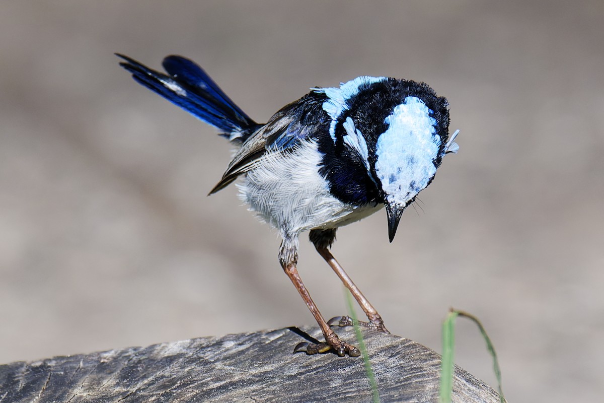 Superb Fairywren - ML620778628