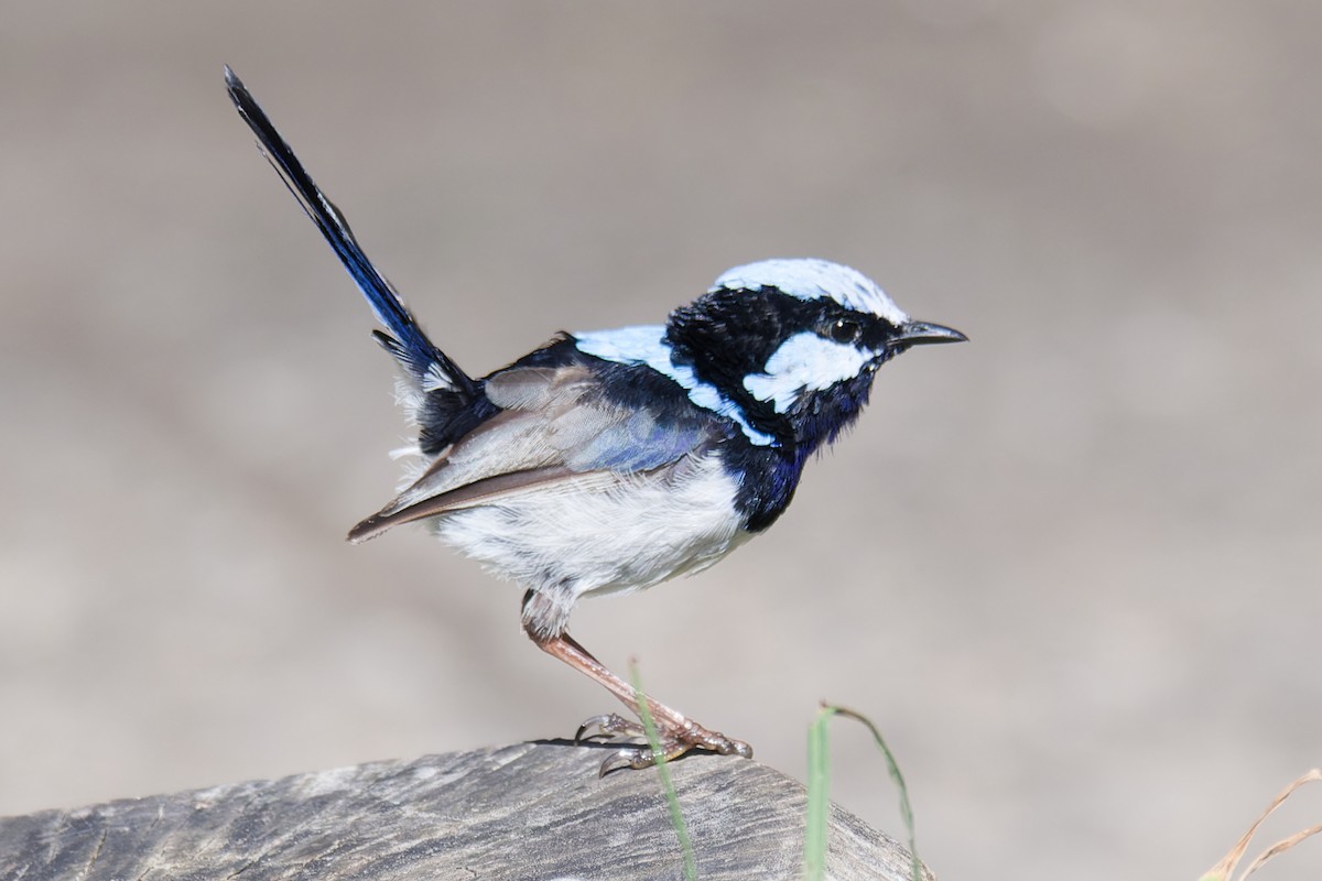 Superb Fairywren - ML620778630