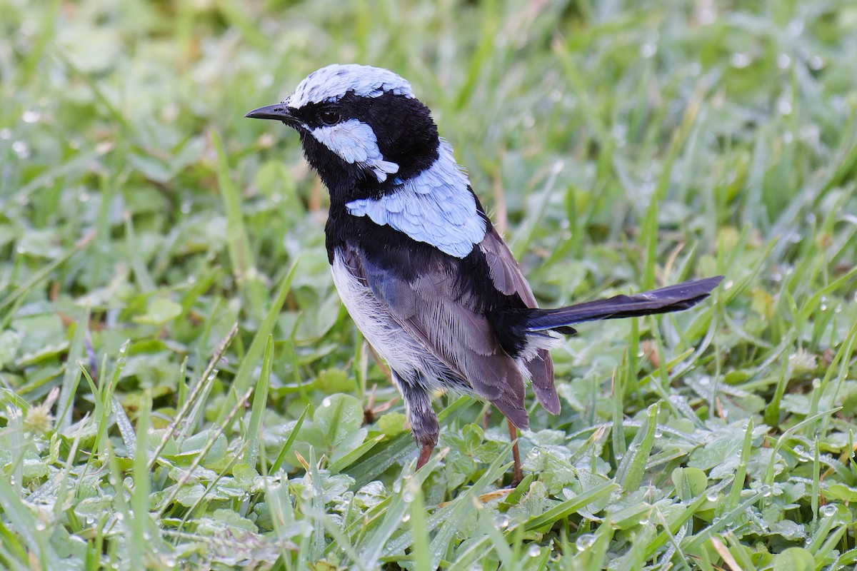 Superb Fairywren - ML620778633