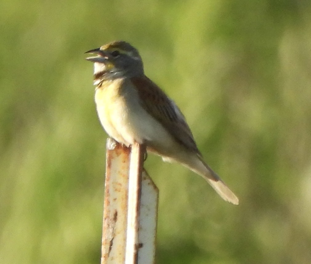 Dickcissel d'Amérique - ML620778635