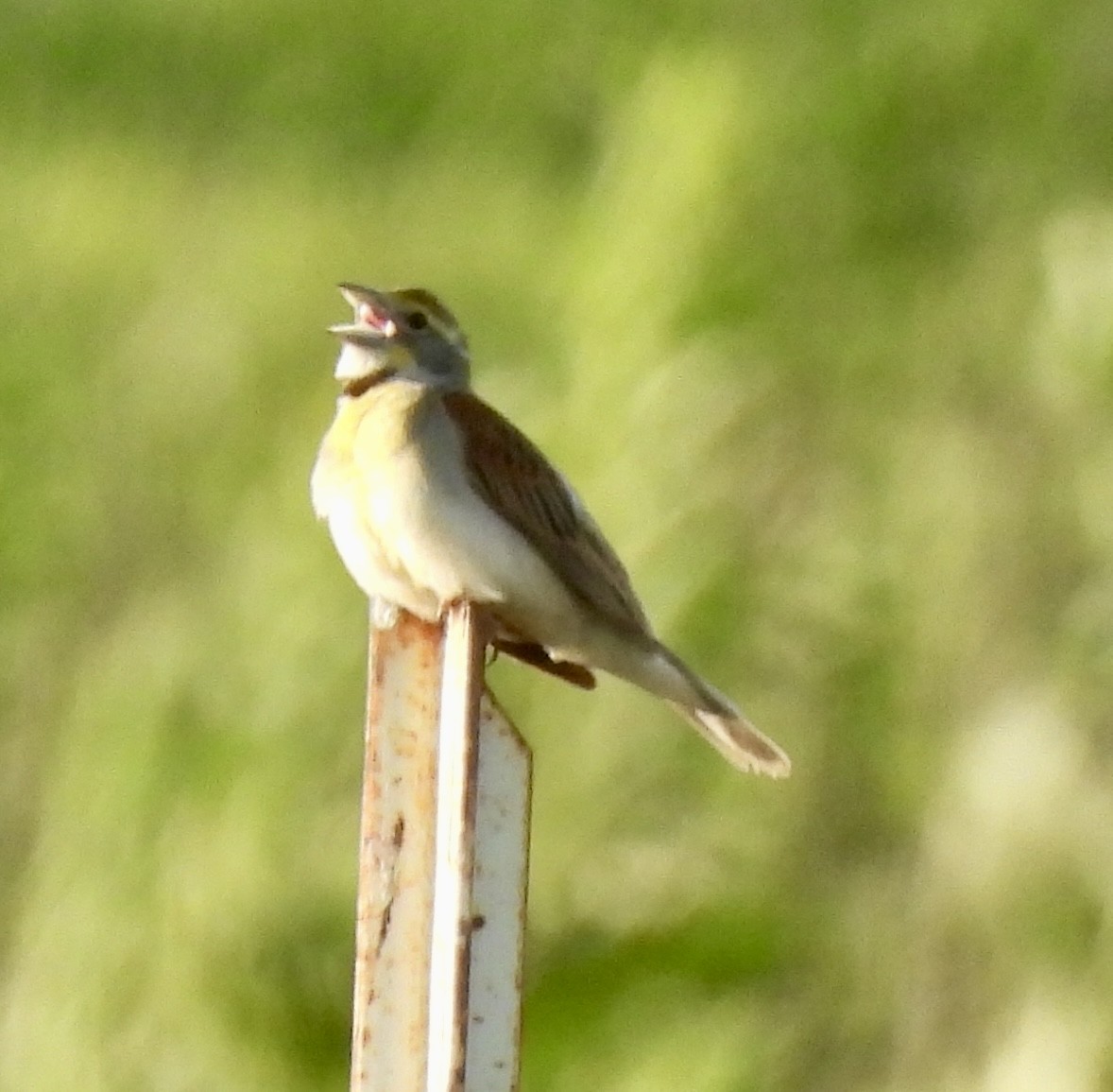 Dickcissel - ML620778636