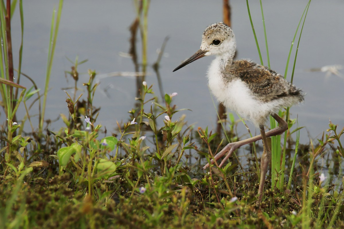 Black-winged Stilt - ML620778637