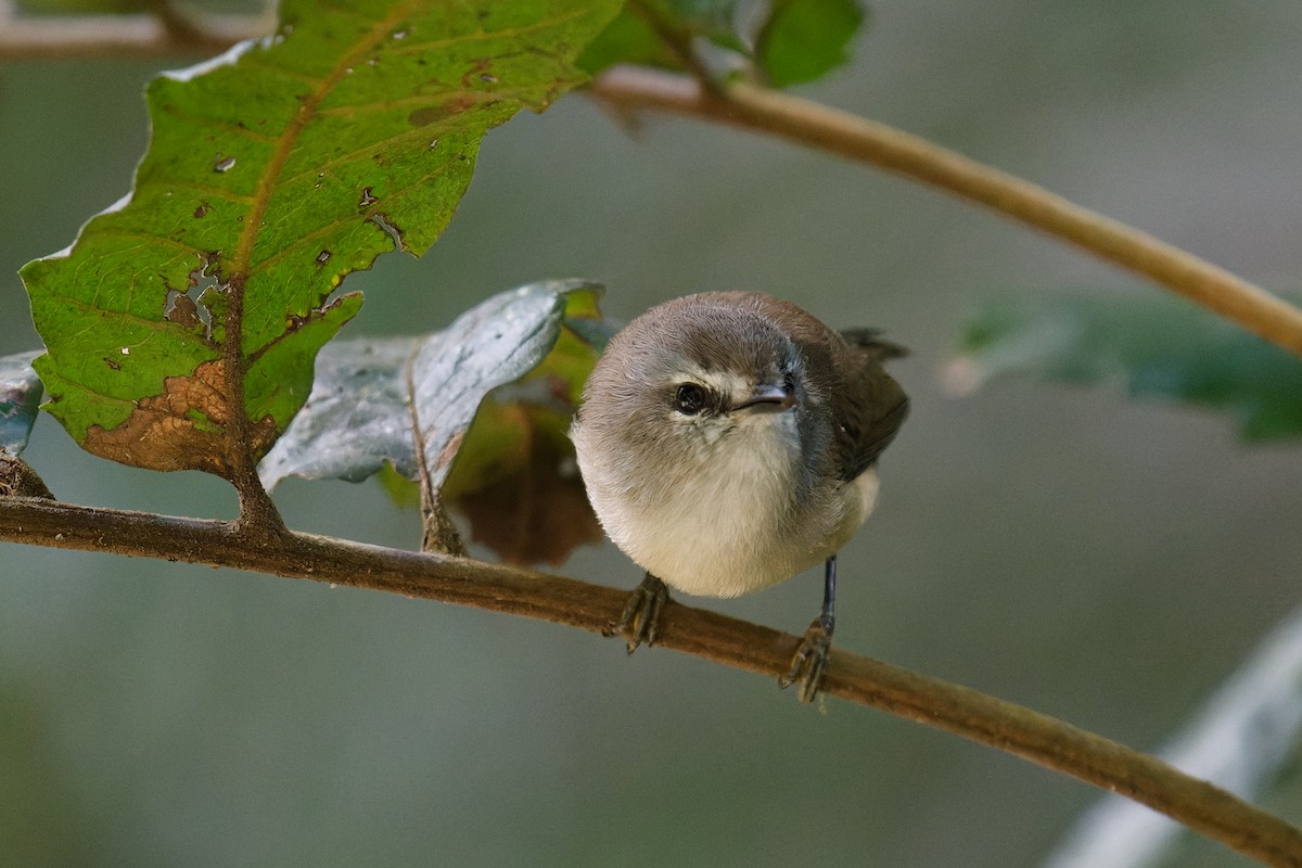 Brown Gerygone - ML620778642