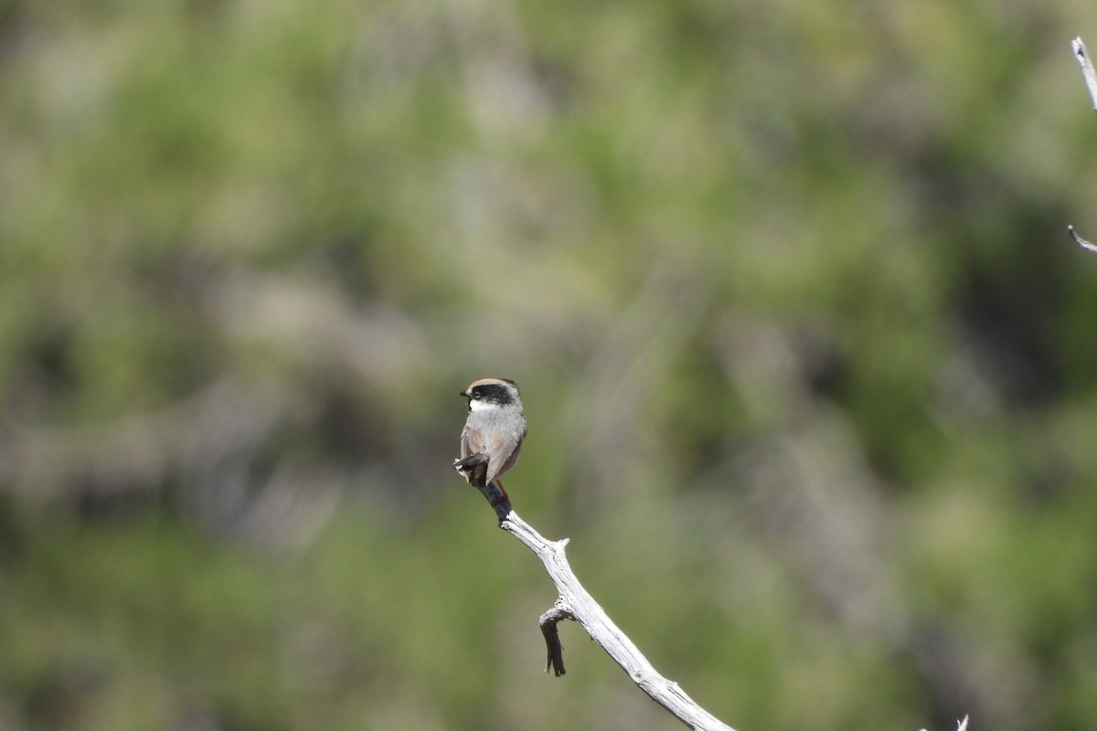 White-cheeked Tit - ML620778646