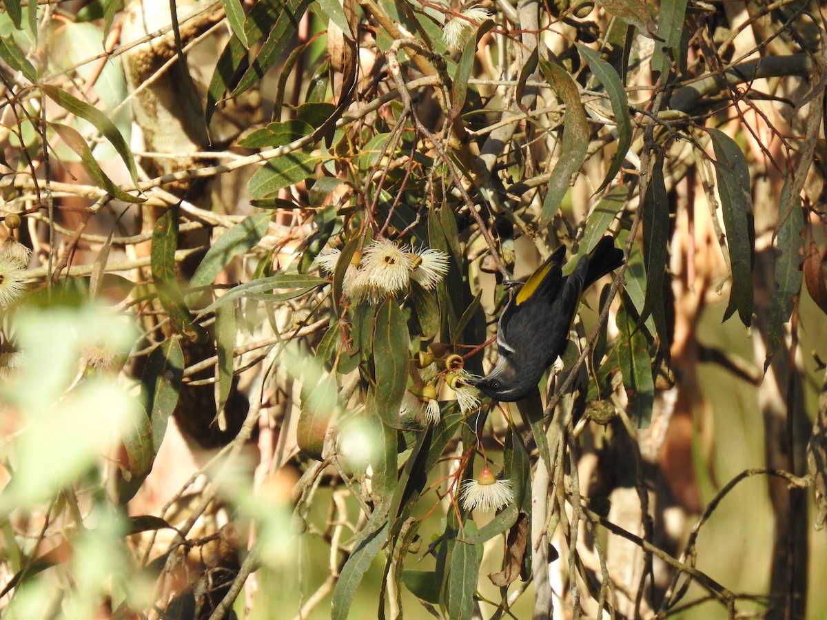 Crescent Honeyeater - ML620778647