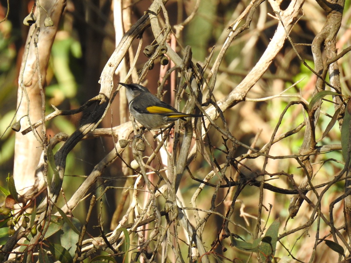 Crescent Honeyeater - ML620778648