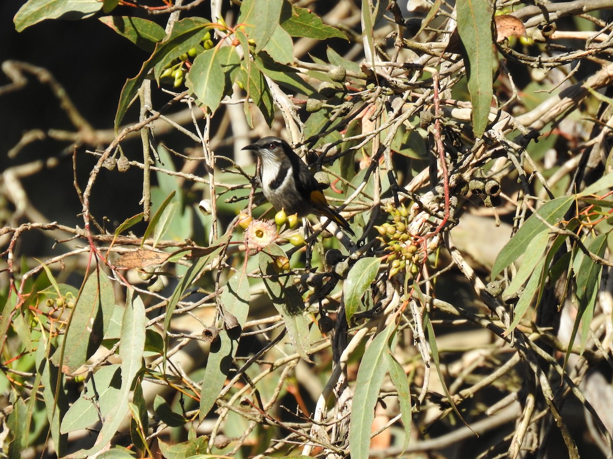 Crescent Honeyeater - ML620778649