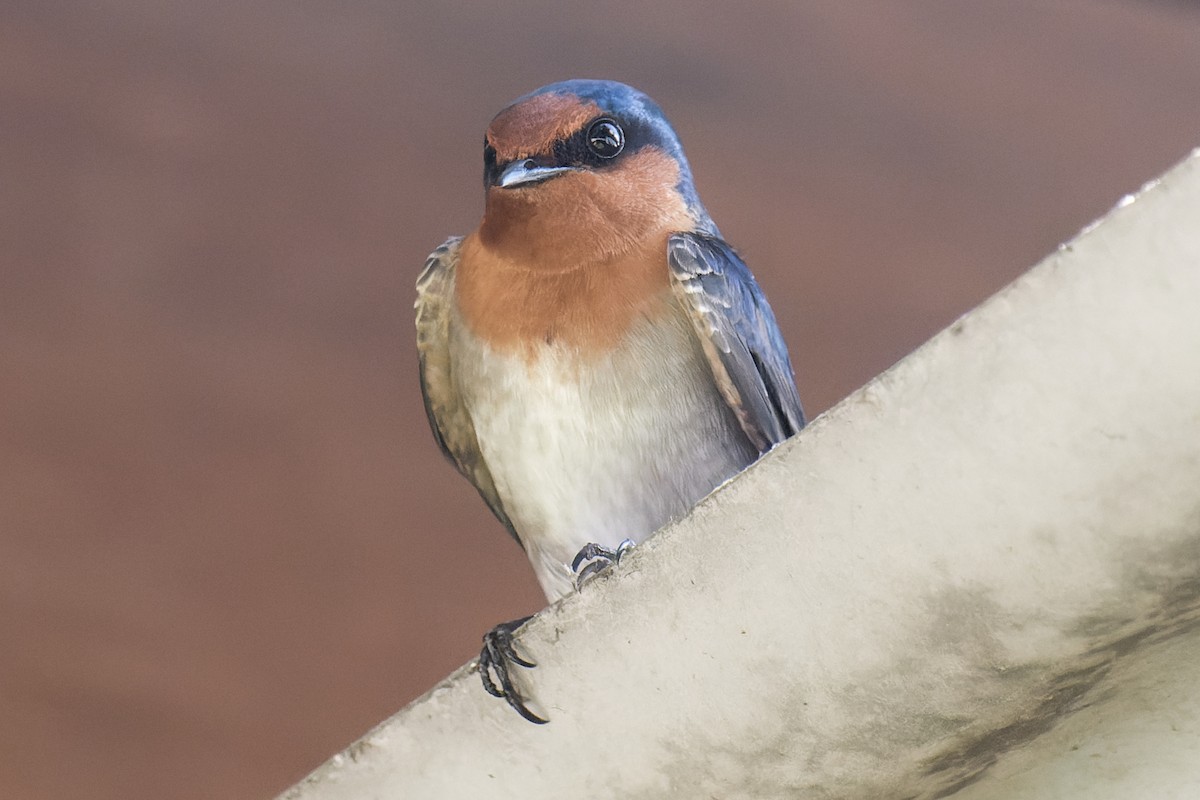 Welcome Swallow - Nathan Hentze