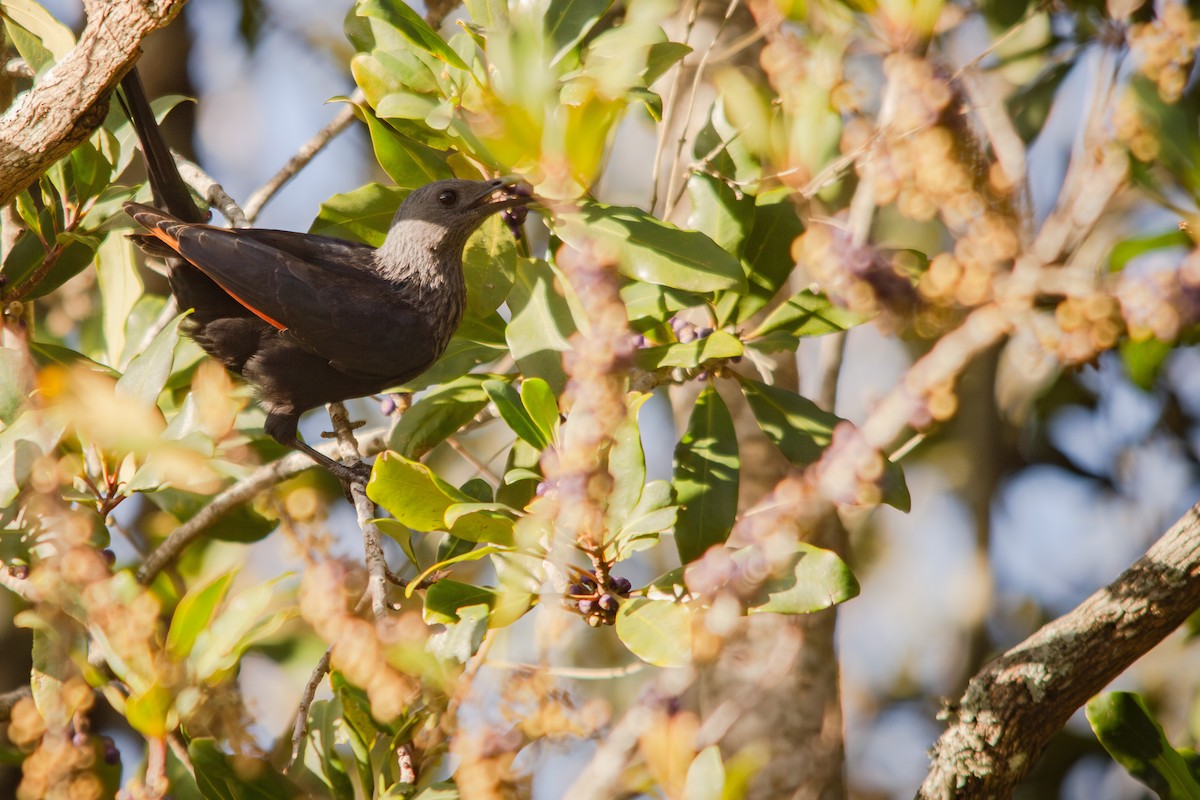 Red-winged Starling - ML620778652
