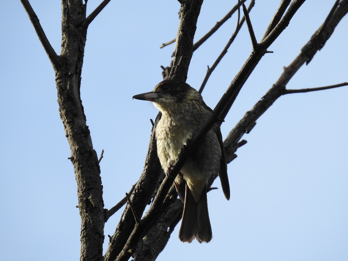 Gray Butcherbird - sharon dodd