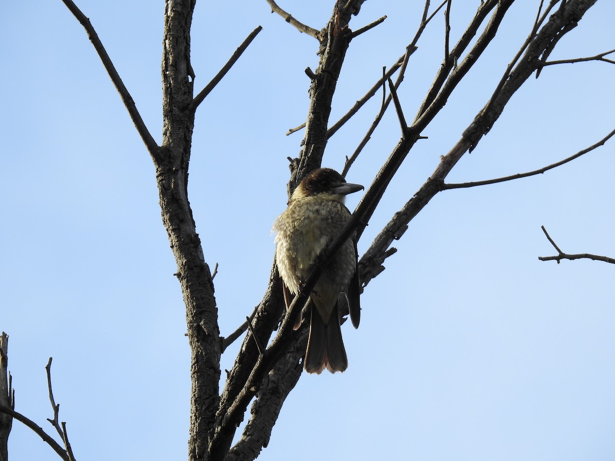 Gray Butcherbird - ML620778654