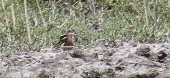 Jack Snipe - ML620778657