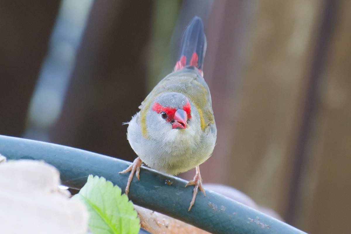 Red-browed Firetail - ML620778659