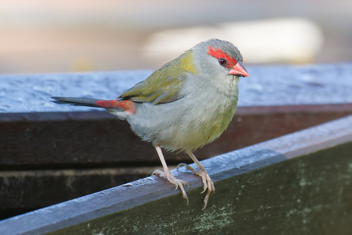 Red-browed Firetail - ML620778660