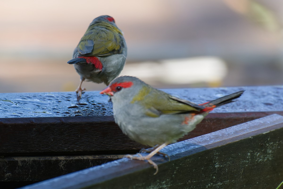 Red-browed Firetail - ML620778661