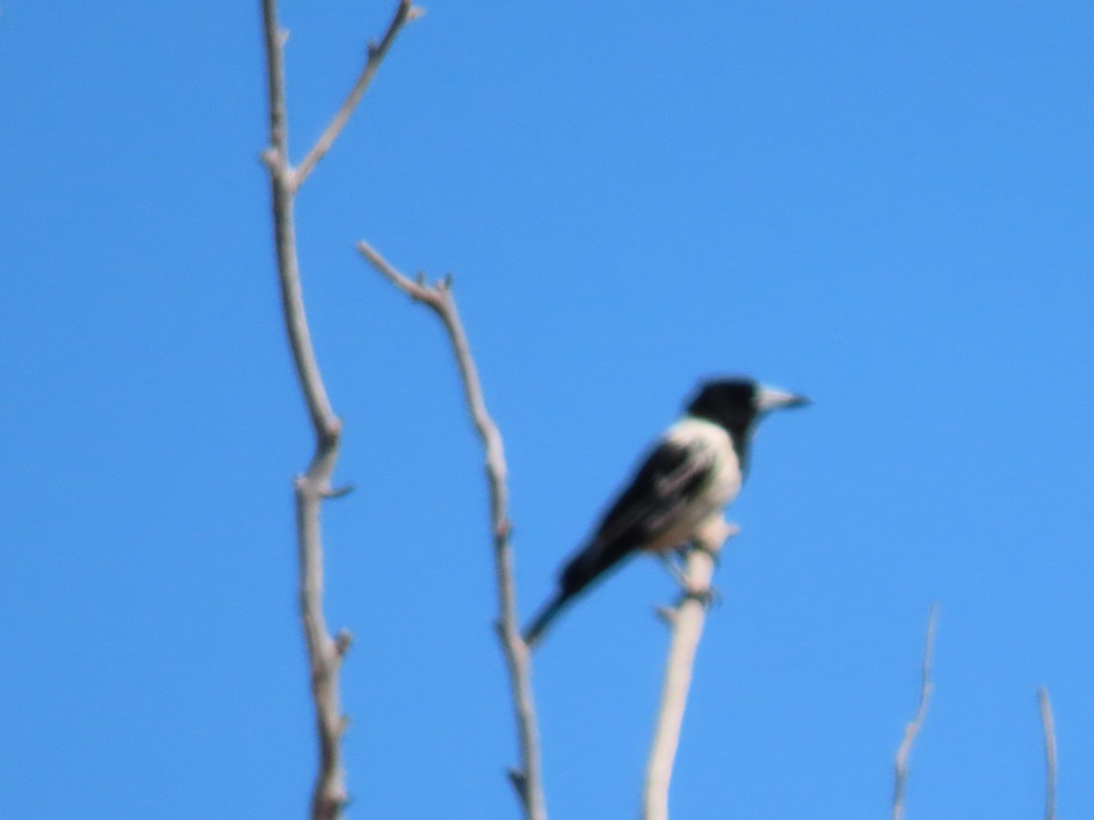 Pied Butcherbird - ML620778663