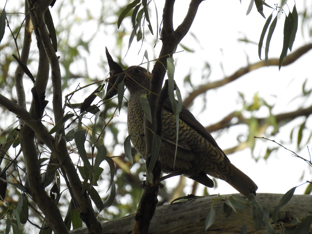 Satin Bowerbird - ML620778664