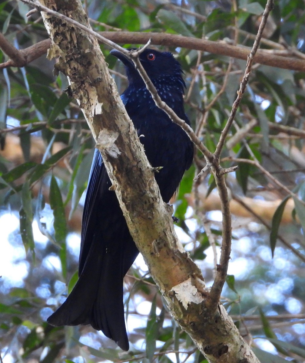 Drongo pailleté - ML620778670