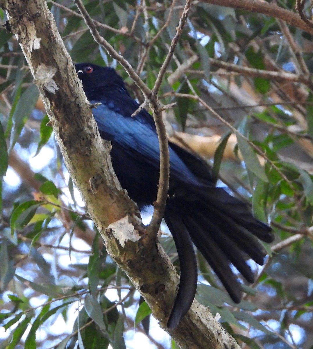 Glanzfleckdrongo - ML620778679