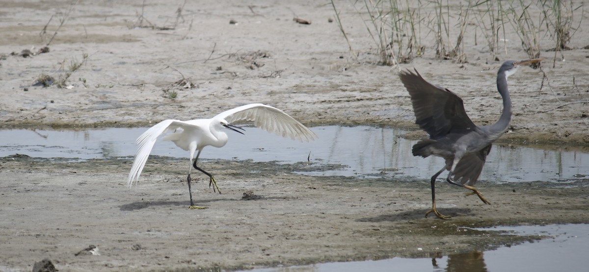 Western Reef-Heron - Deepak Gujar