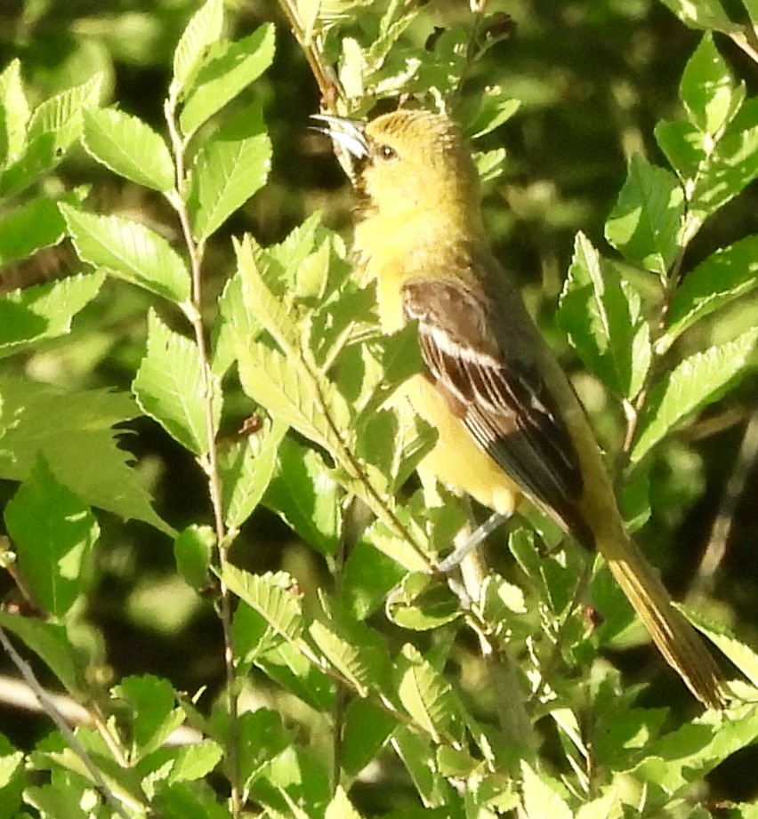 Orchard Oriole - ML620778688