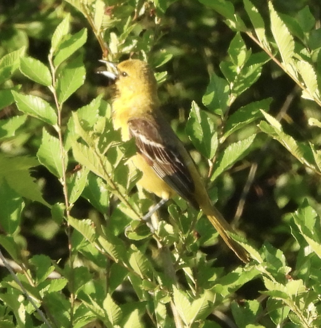 Orchard Oriole - ML620778689