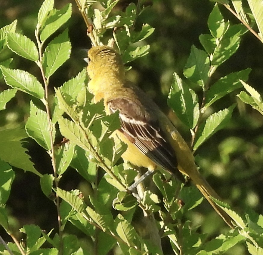 Orchard Oriole - ML620778690