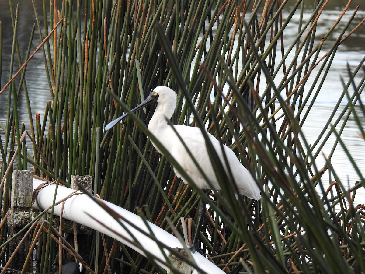 Royal Spoonbill - sharon dodd