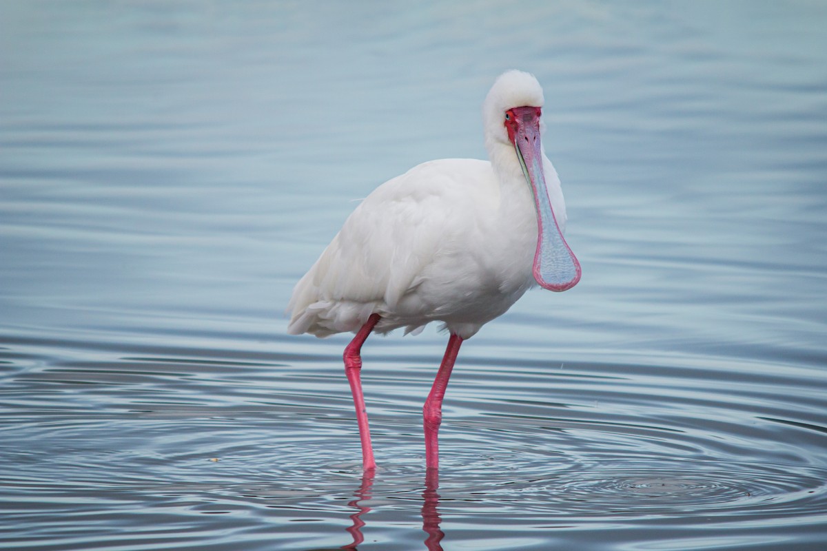 African Spoonbill - Retief Williams