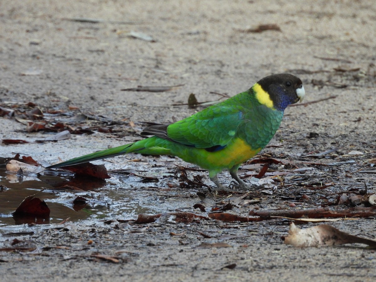 Australian Ringneck - ML620778698