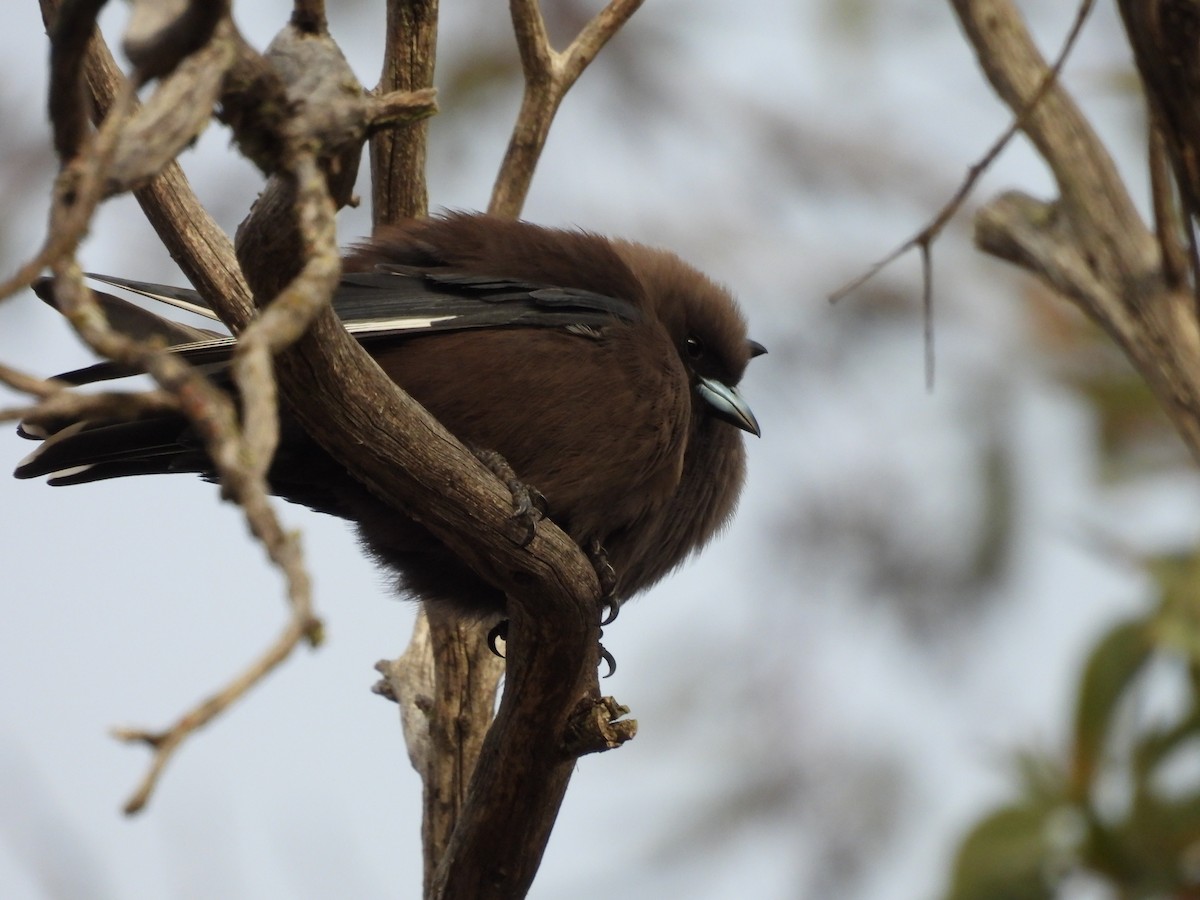 Dusky Woodswallow - ML620778701