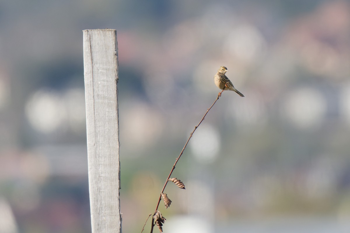 Meadow Pipit - Aurélie  Laurent