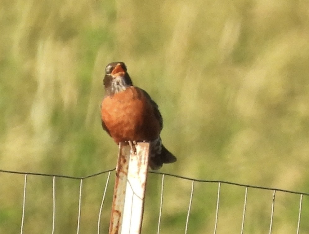 American Robin - ML620778704