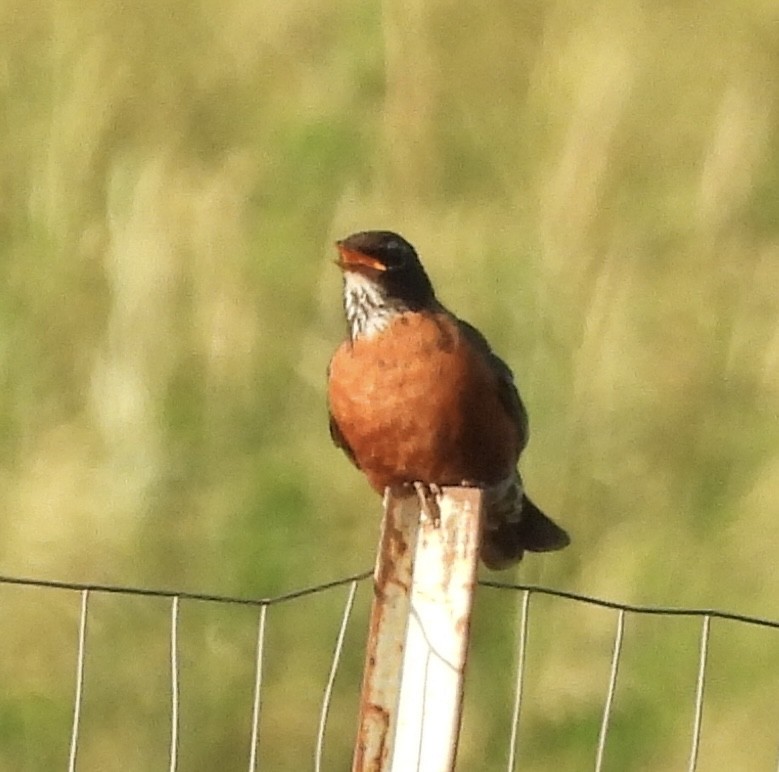 American Robin - ML620778705