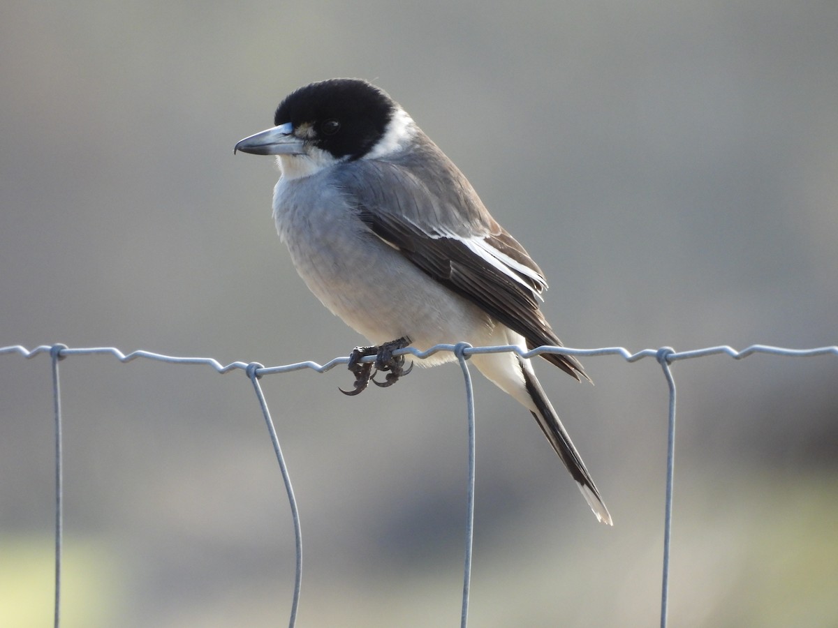 Gray Butcherbird - ML620778707