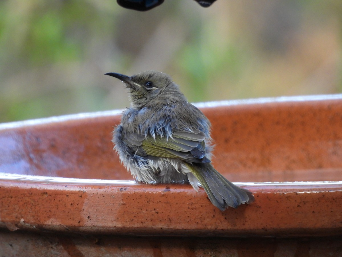 Brown Honeyeater - ML620778709