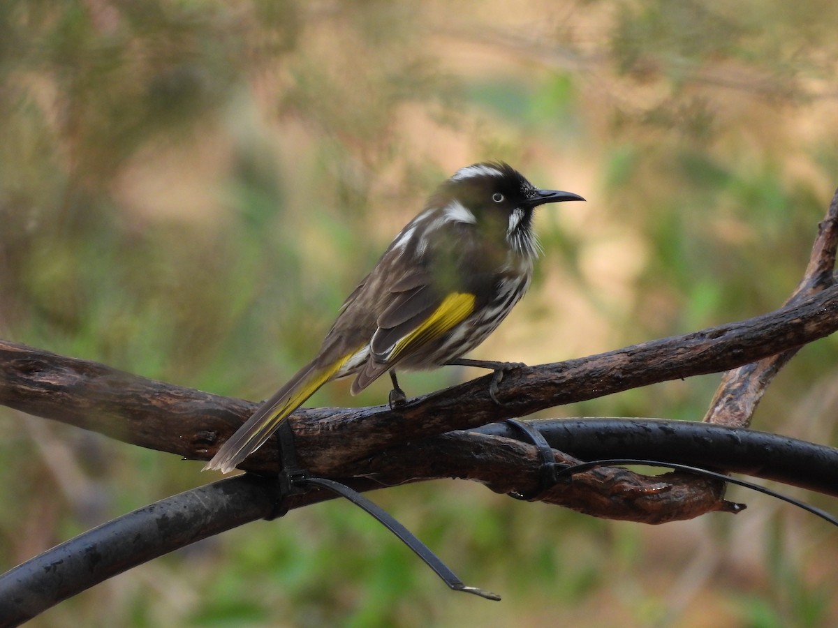 New Holland Honeyeater - ML620778710