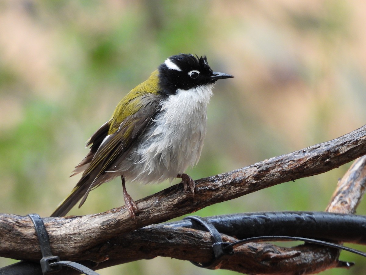 Gilbert's Honeyeater - ML620778712