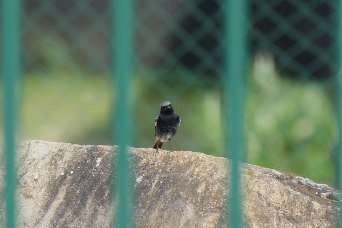 Black Redstart - ML620778713